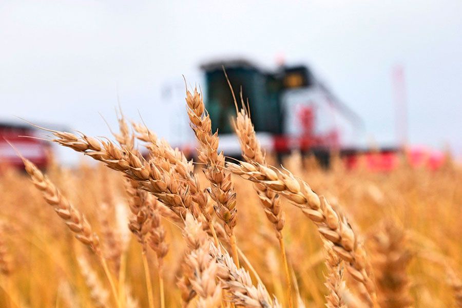 17.11 10:00 До конца 2023 года аграрии Ульяновской области получат дополнительные федеральные средства на реализацию зерновых культур