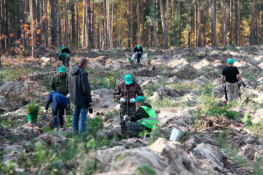 10.11 10:00 В рамках акции «Сохраним лес» в Ульяновской области высажена 91 тысяча сеянцев сосны и берёзы