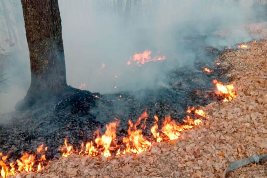25.04 11:00 В Ульяновске участились возгорания сухой травы
