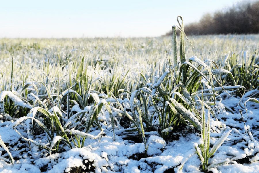 10.01 17:00 Порядка 97% посевов озимых зерновых культур в Ульяновской области находятся в хорошем и удовлетворительном состоянии